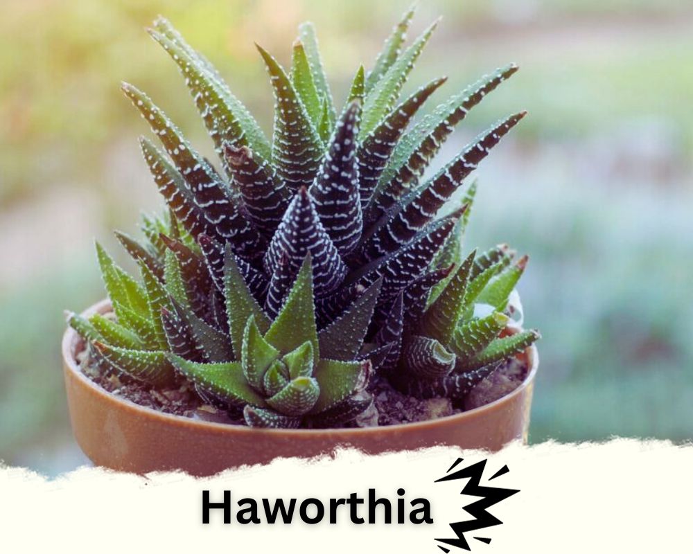 spiky indoor plant identification: Haworthia