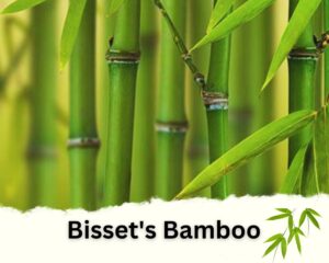 Bisset's Bamboo is one of the Best Bamboo Plants for Privacy Fence