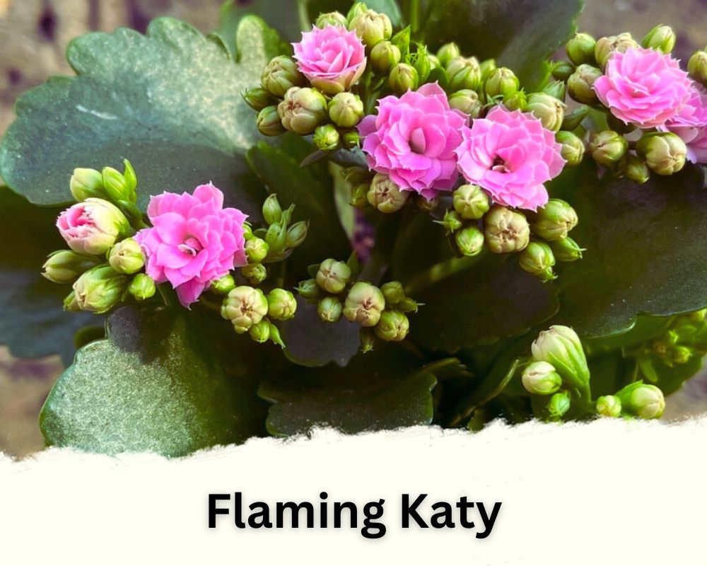 flaming Katy has waxy leaves