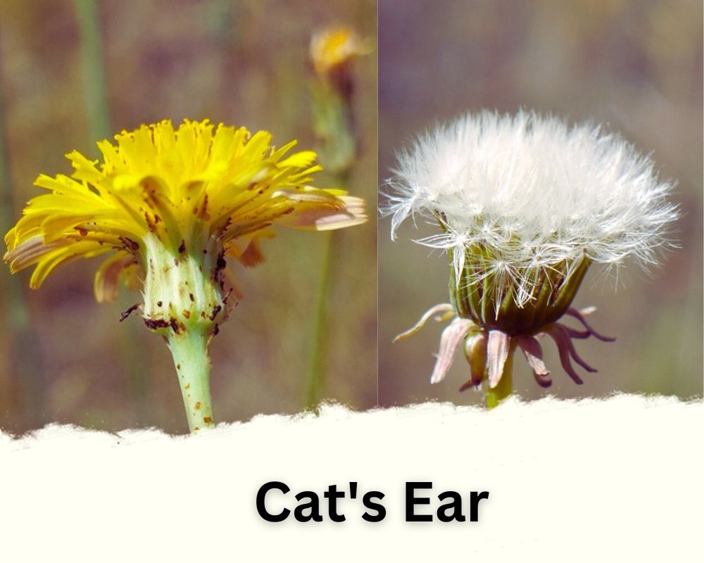 Cat's Ear Flower That Looks Like Dandelion Puff
