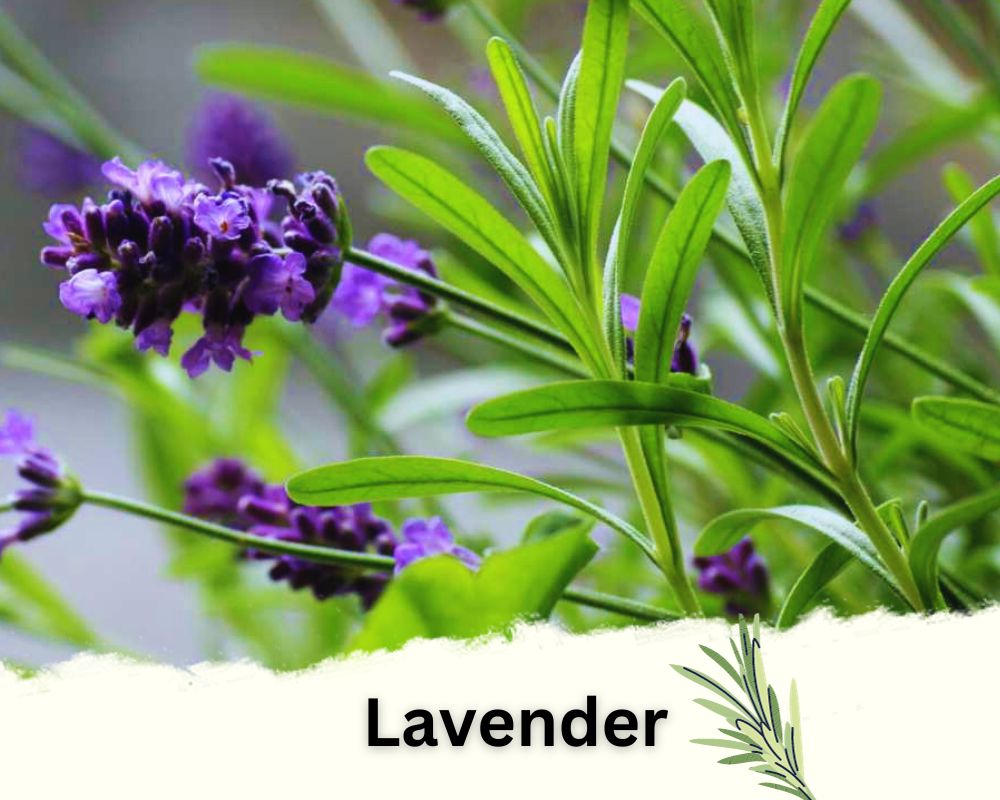 Lavender: Rosemary Like Plants with Grey-Green Leaves