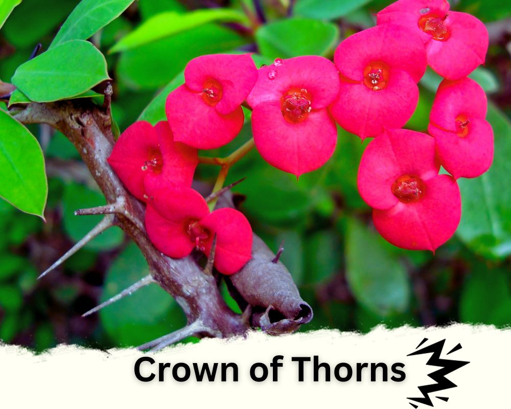 Crown of Thorns is a spiky house plant