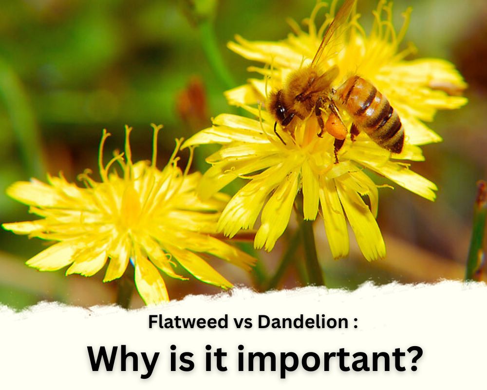 Flatweed vs Dandelion (Catsear vs Dandelion): Why is it important?