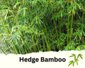 Hedge Bamboo is one of the best bamboo plants for privacy Fences 