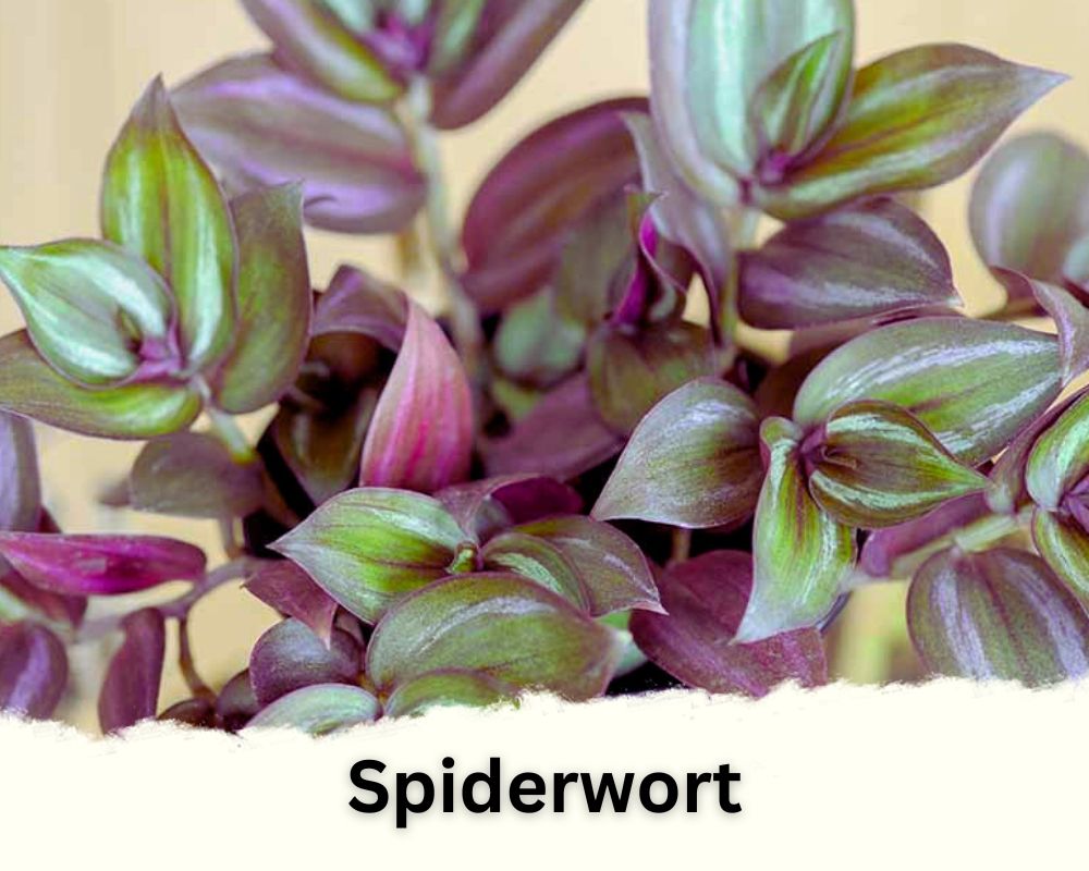 Spiderwort is a tropical purple vine 