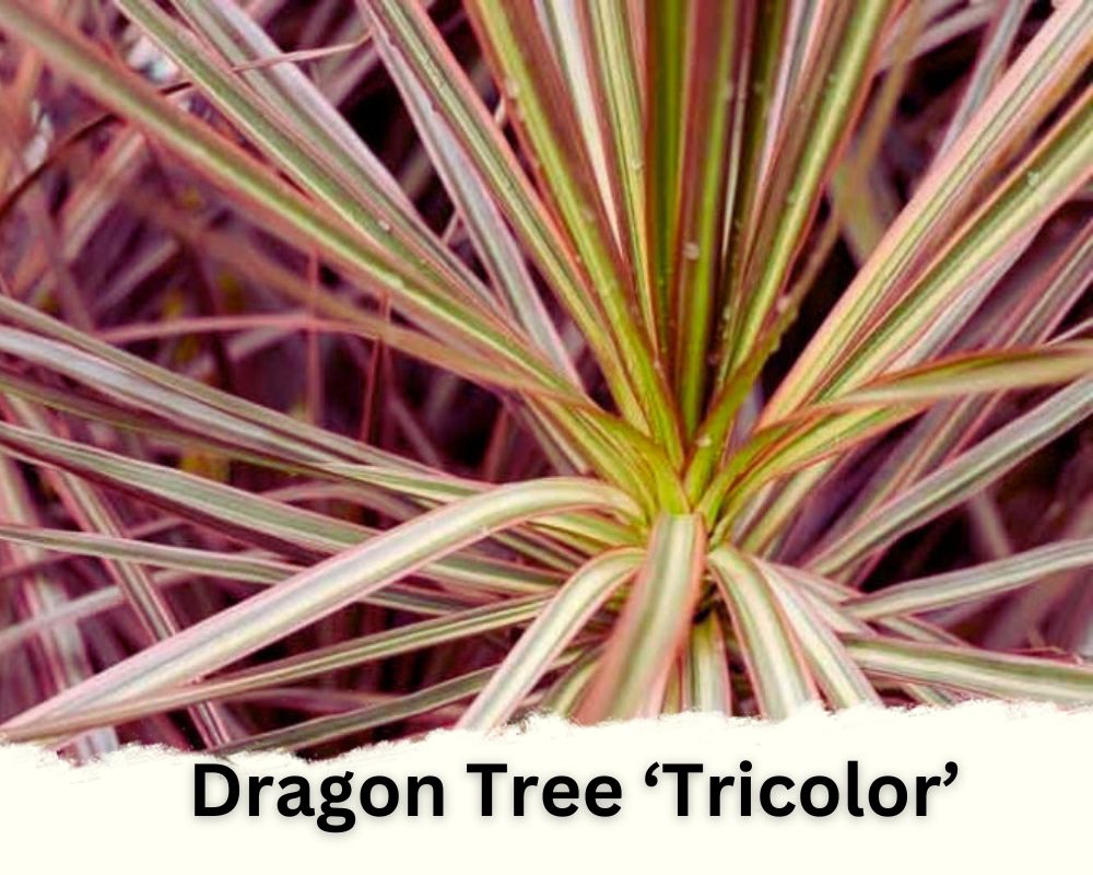 Dragon Tree ‘Tricolor’ identification