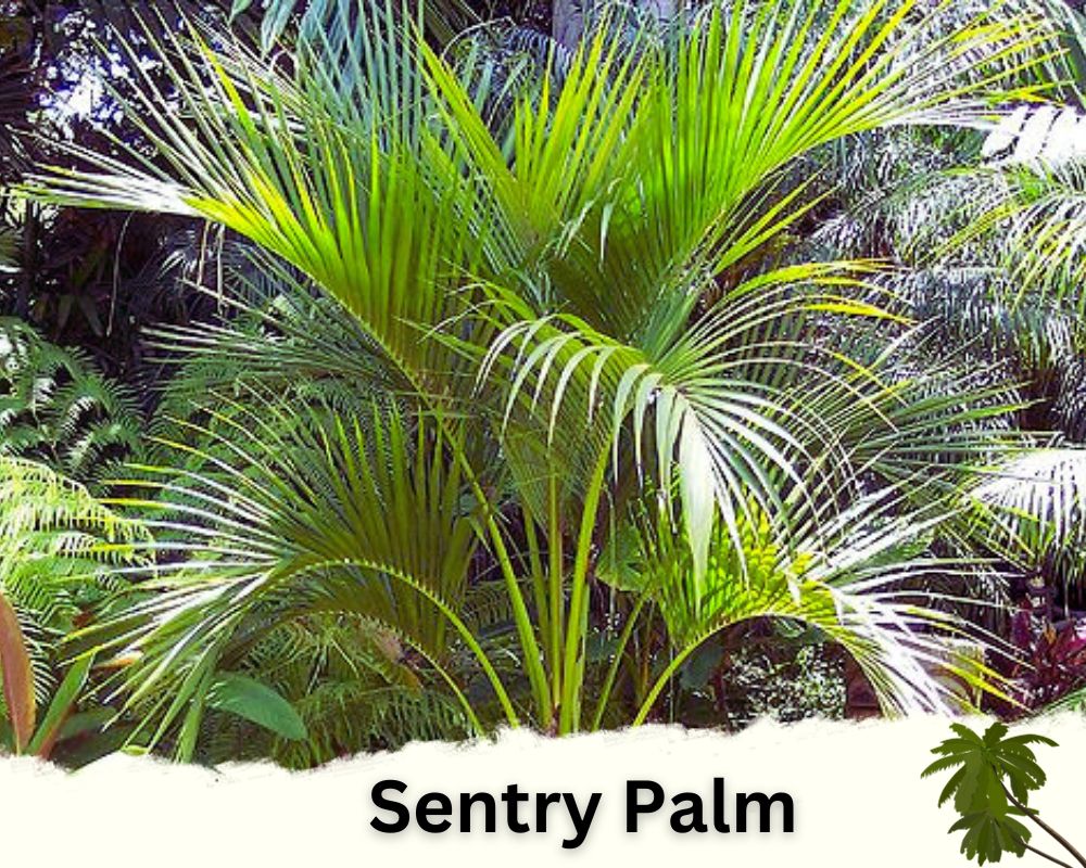 Sentry Palm houseplant identification