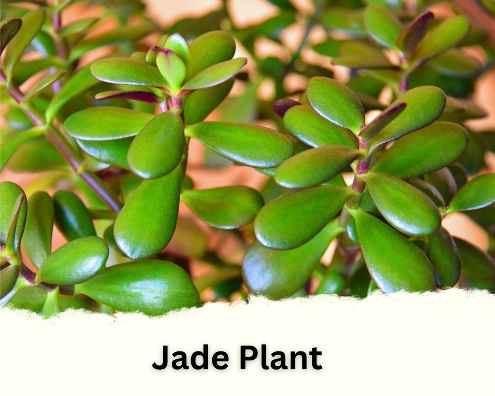 Jade Plant identification