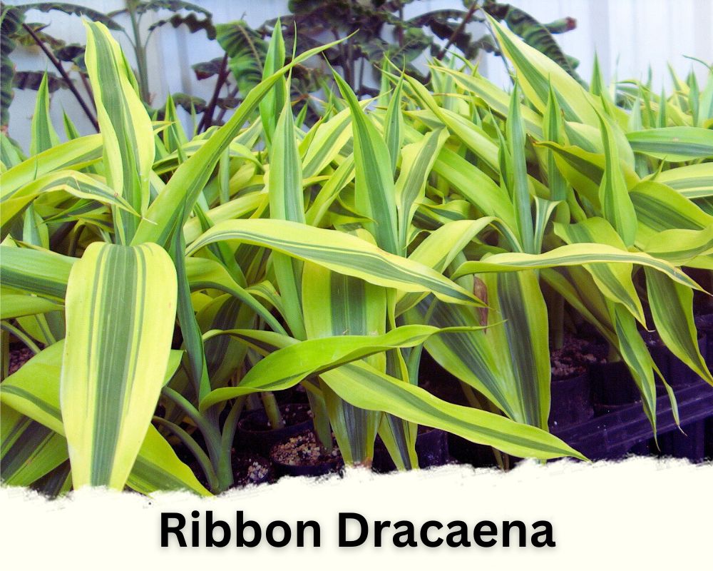 Ribbon Dracaena identification