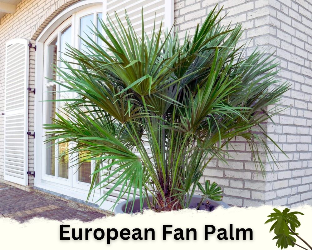 European Fan Palm houseplant identification