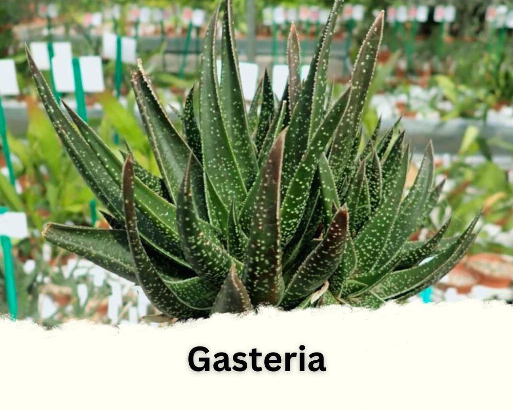 Gasteria identification