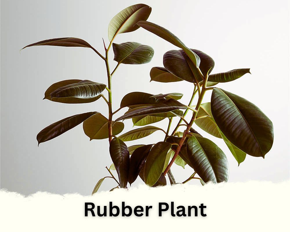 Rubber Plant: tropical houseplant identification