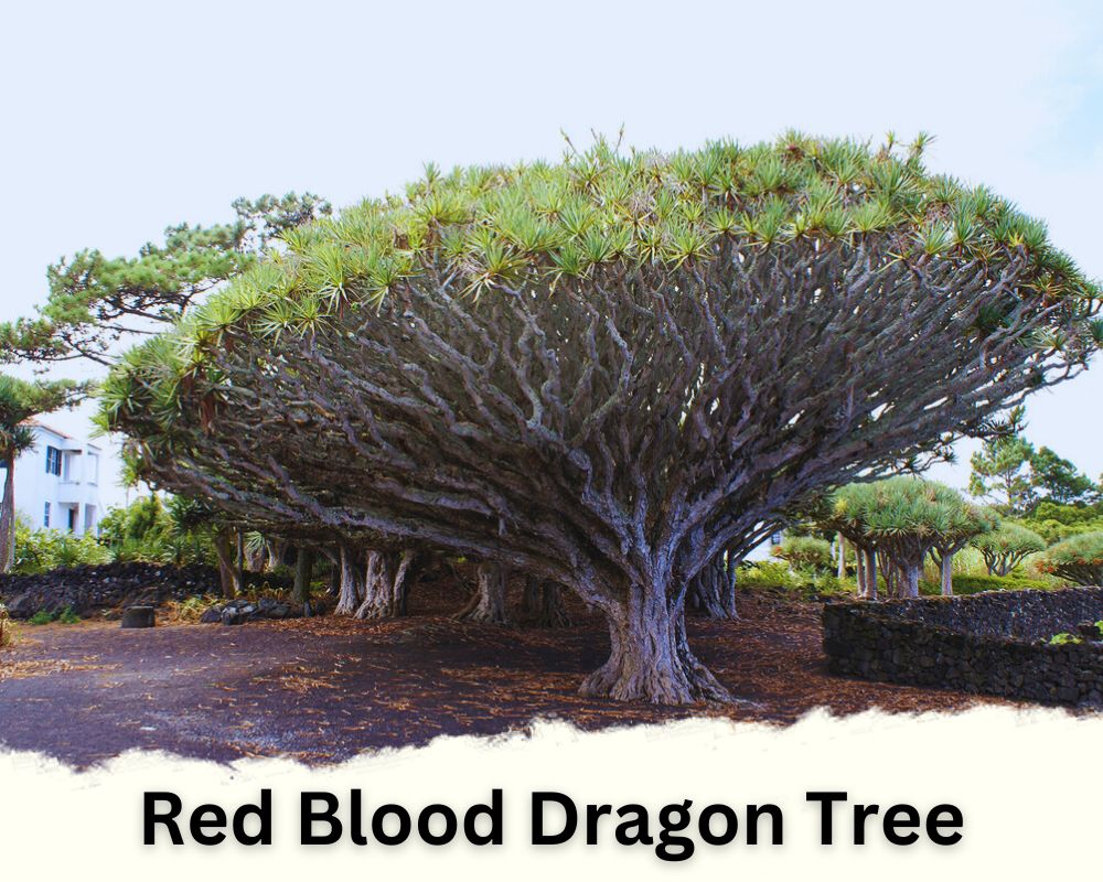 Dracaena Species of Red Blood Dragon Tree