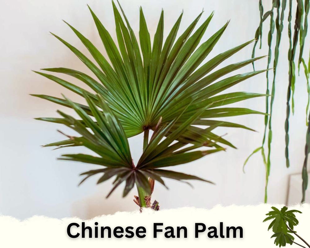 Chinese Fan Palm: palm houseplant identification