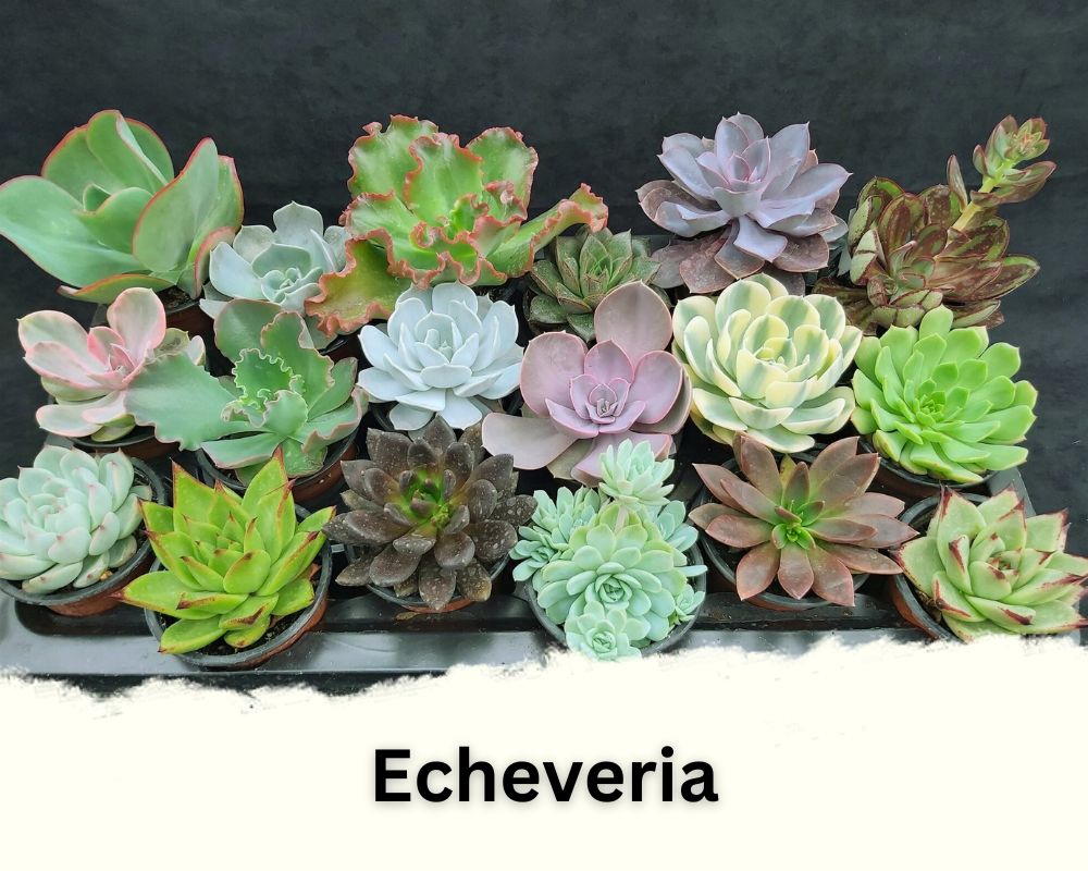 Echeveria identification