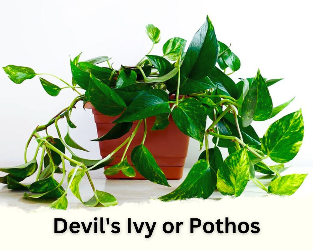 Devil's Ivy or Pothos identification