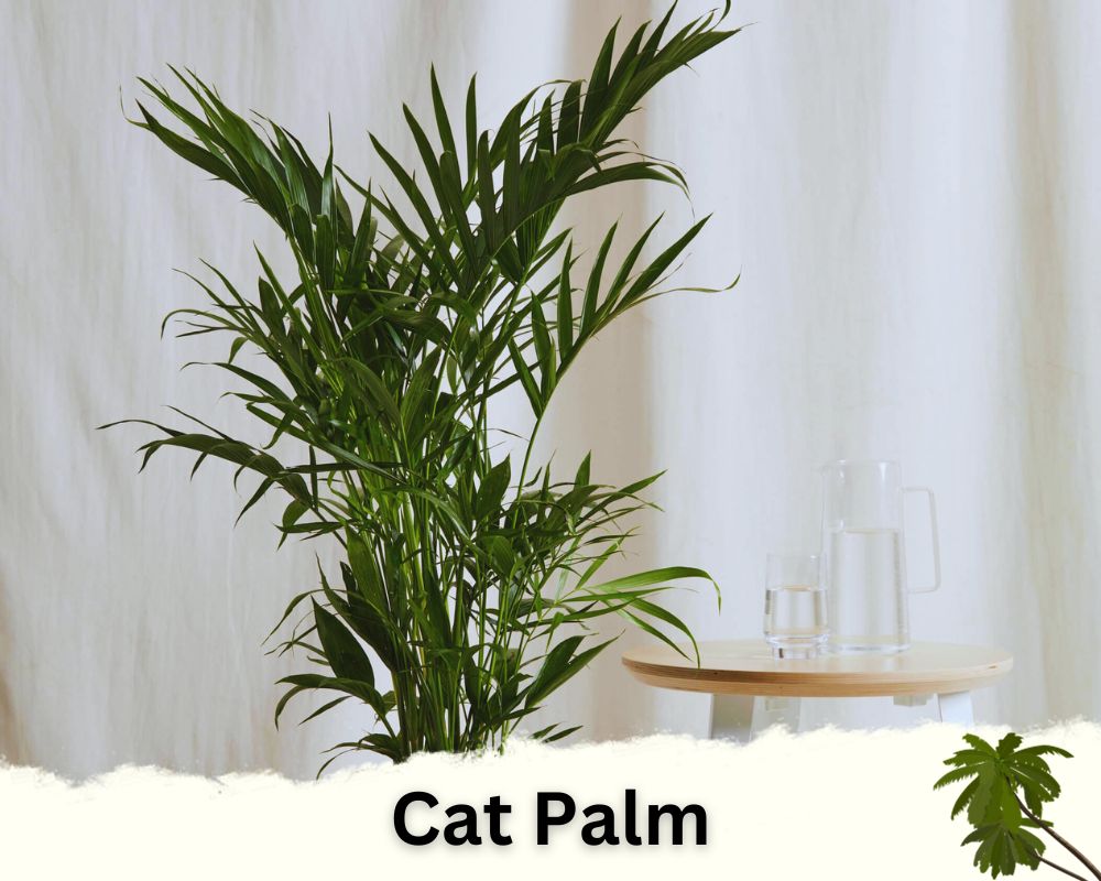 Cat Palm: palm houseplant identification
