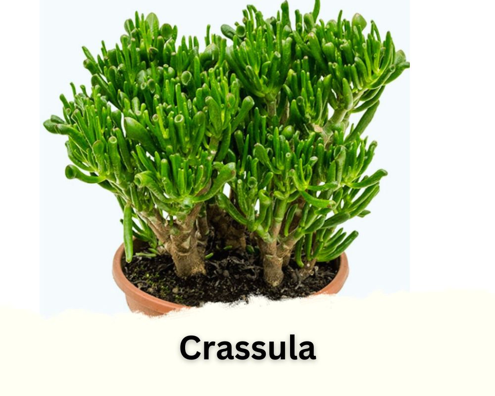 Crassula identification