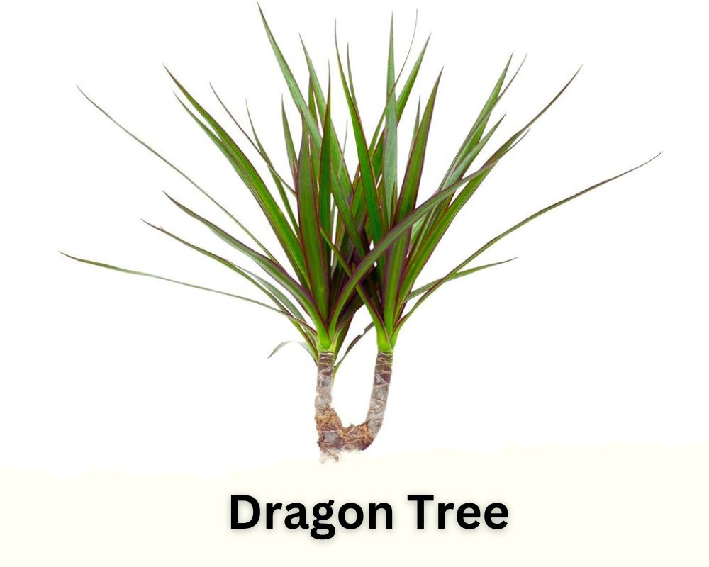 Dragon Tree identification by leaf
