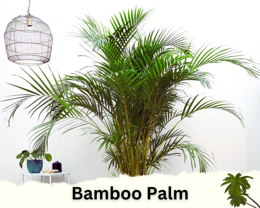 Bamboo Palm: palm houseplant identification 