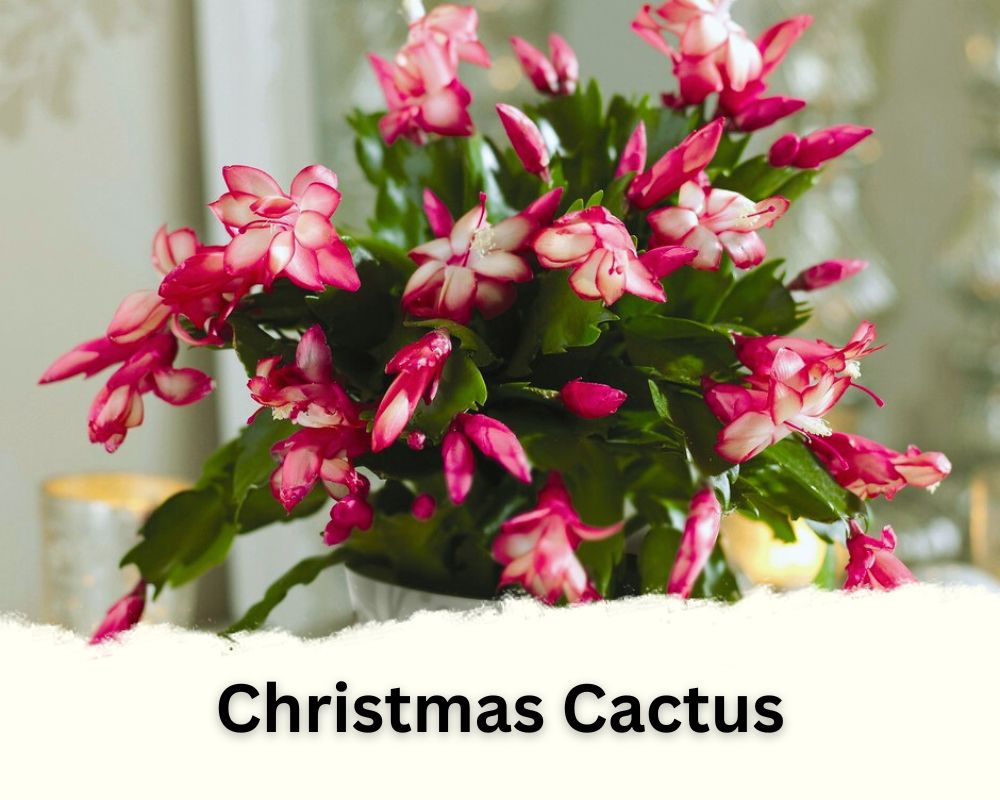 Christmas Cactus identification