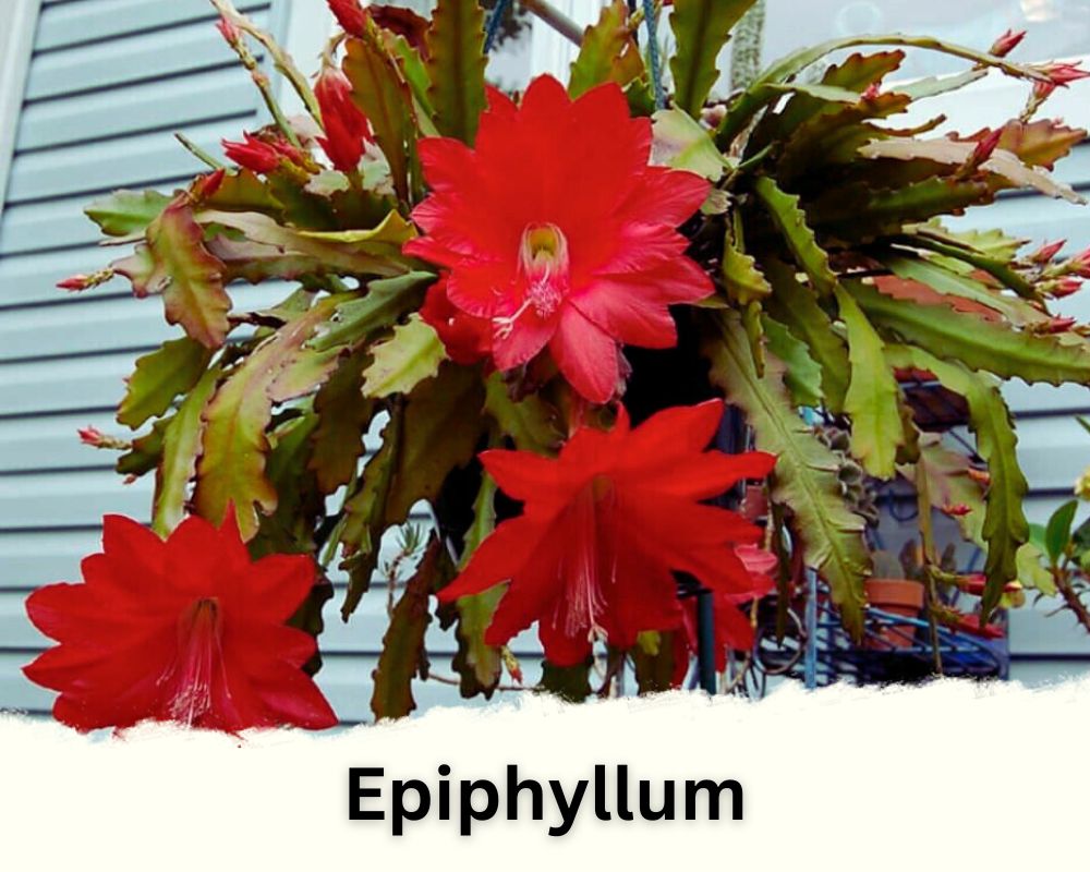 Epiphyllum is a hanging tropical plant with red flowers