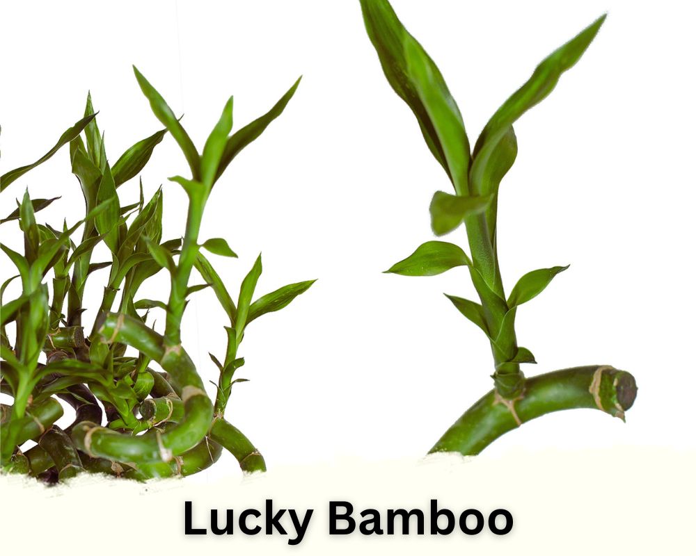 Lucky Bamboo is a dracaena plant 