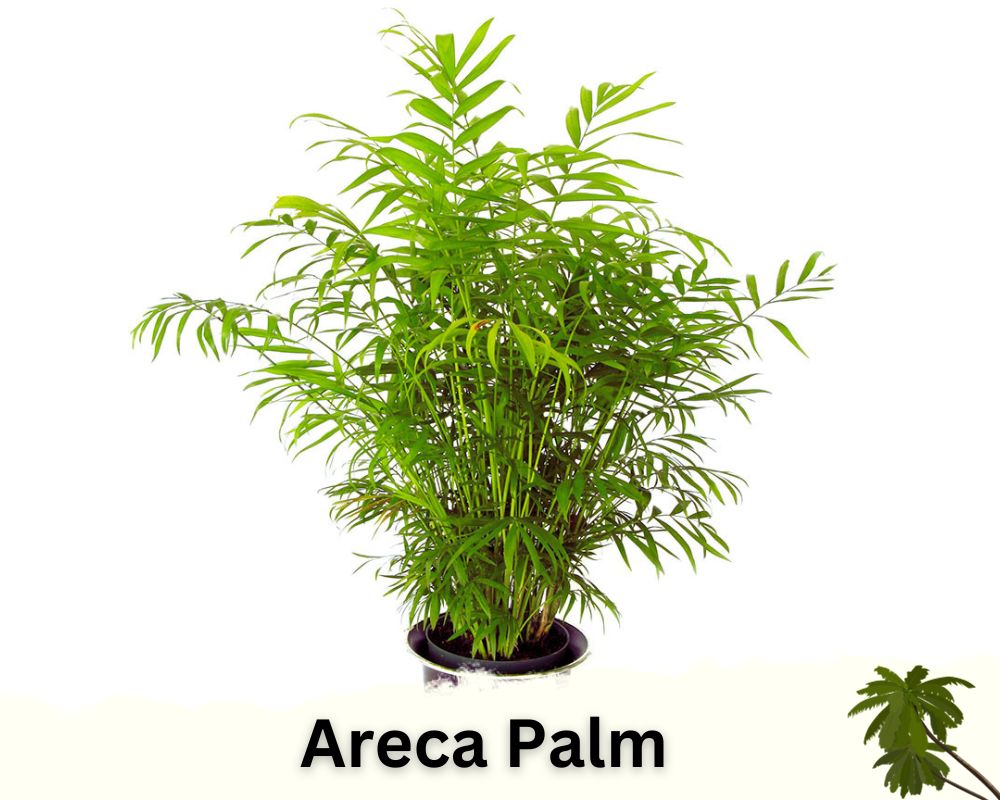 Areca Palm: palm houseplant identification