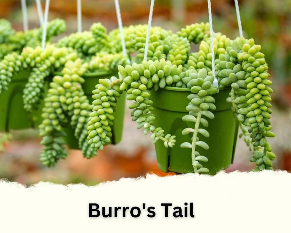 Burro's Tail identification