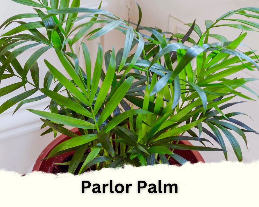 Parlor Palm is a tropical houseplant palm