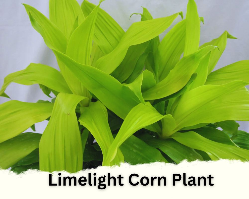 Limelight Corn Plant identification