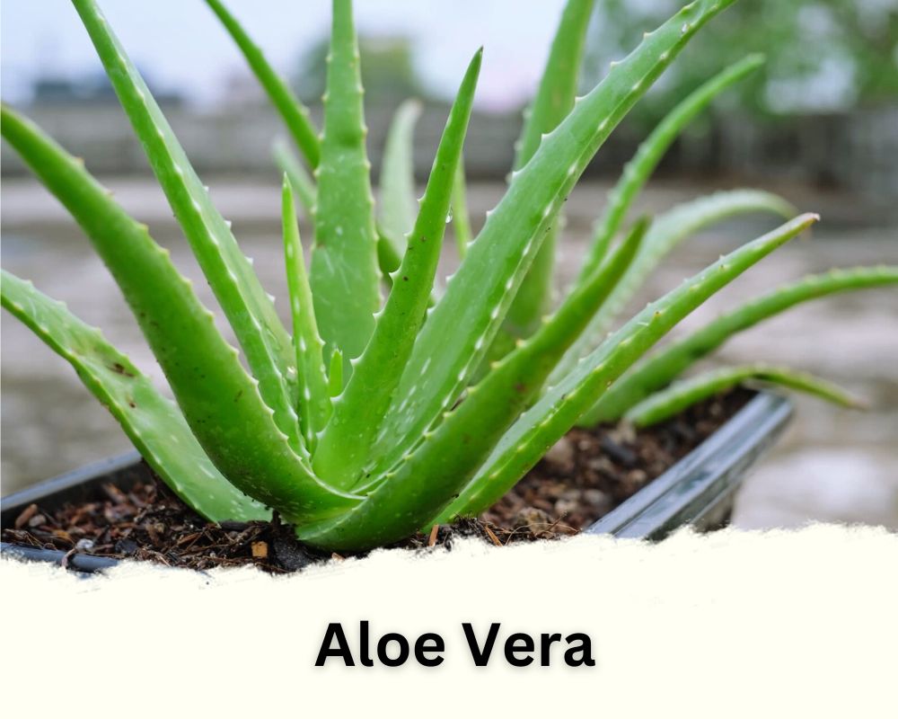 Aloe Vera identification