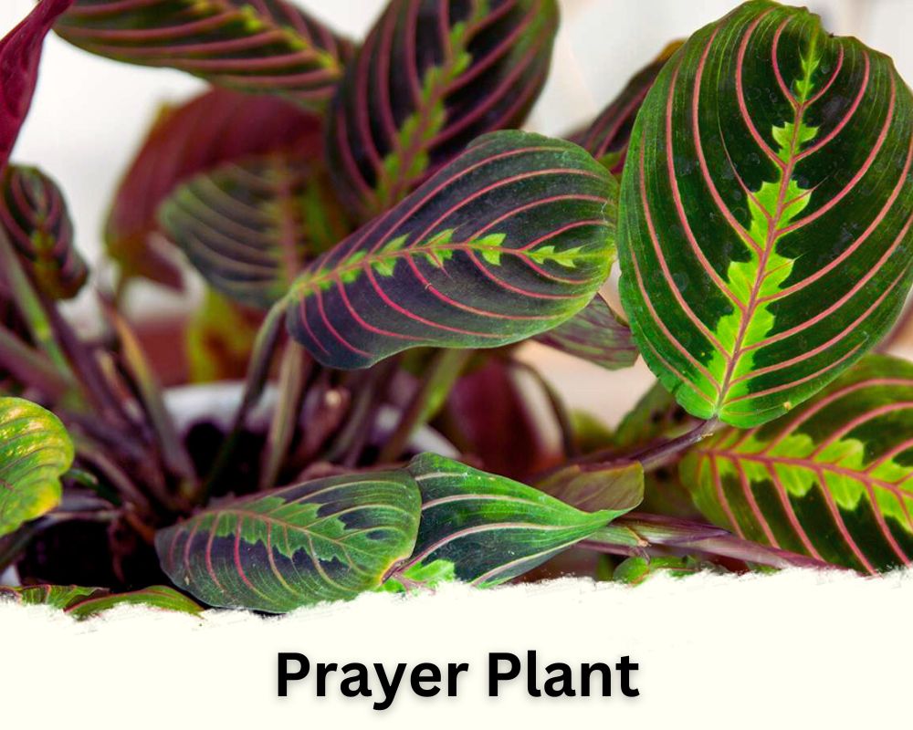 Prayer Plant identification by leaf