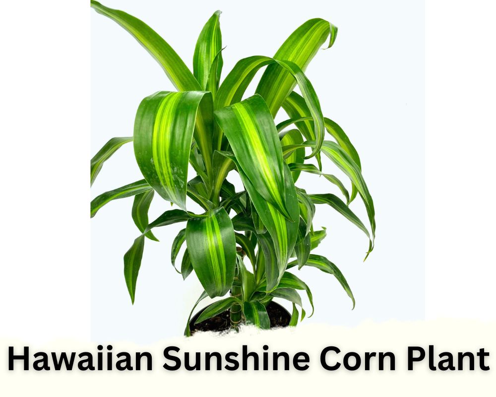dracaena identification: Hawaiian Sunshine Corn Plant