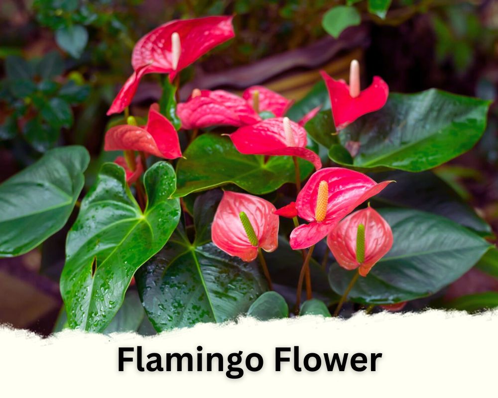 Flamingo Flower a tropical houseplant with red flowers and green leaves
