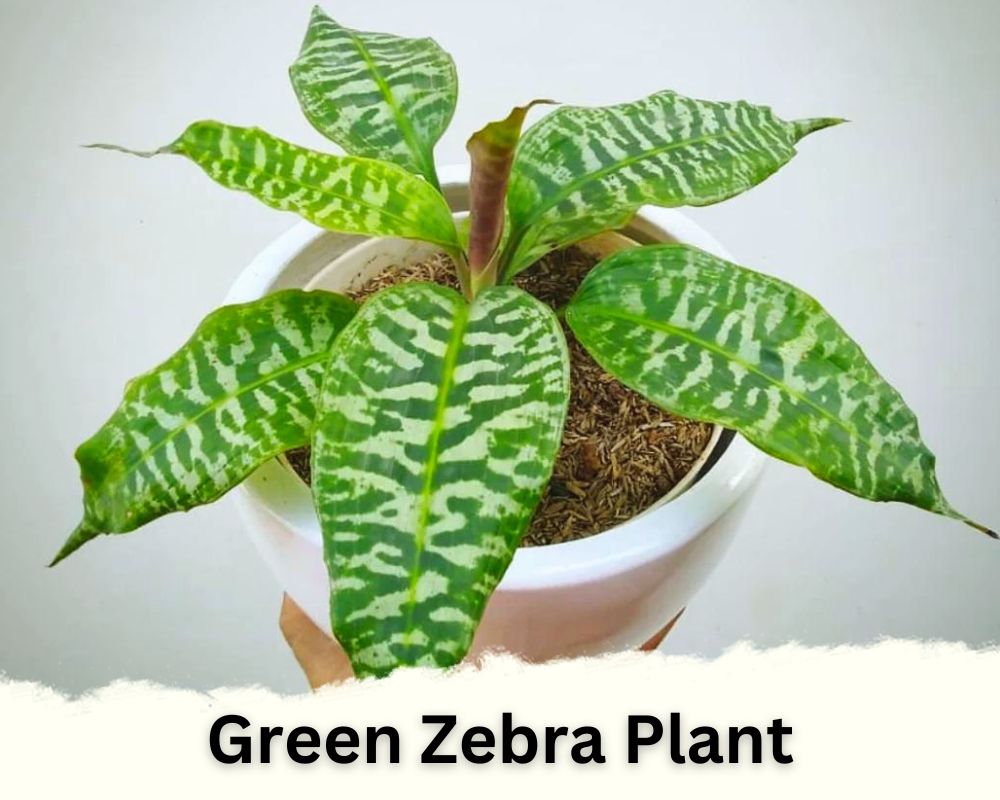 Dracaena Species of Green Zebra Plant