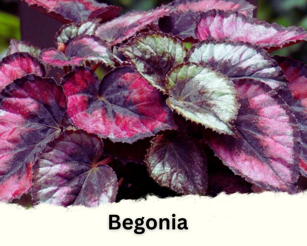 Begonia is a tropical houseplant with colorful leaves