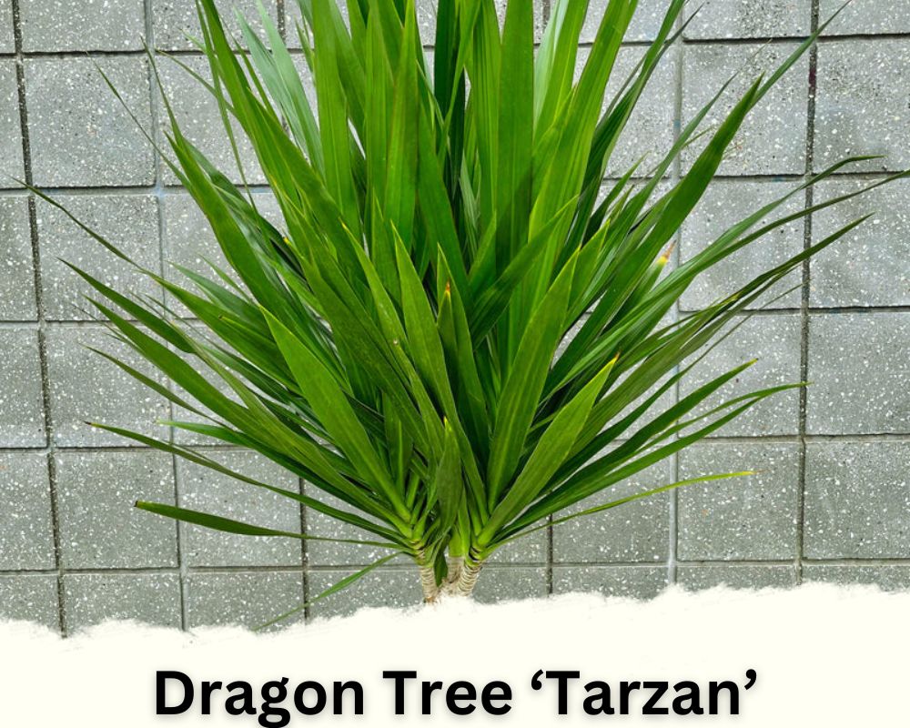 Dragon Tree ‘Tarzan’ identification