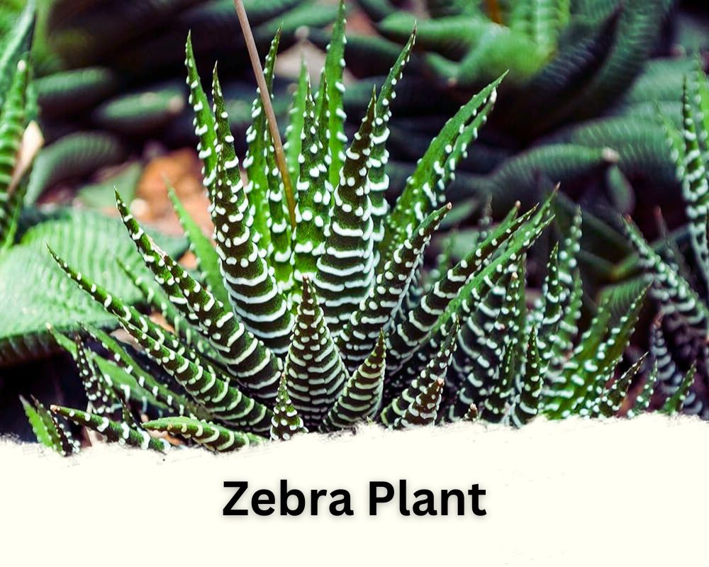 Zebra Plant identification