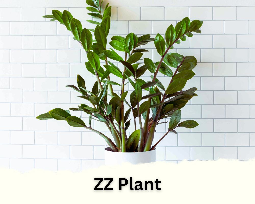 ZZ Plant identification by leas