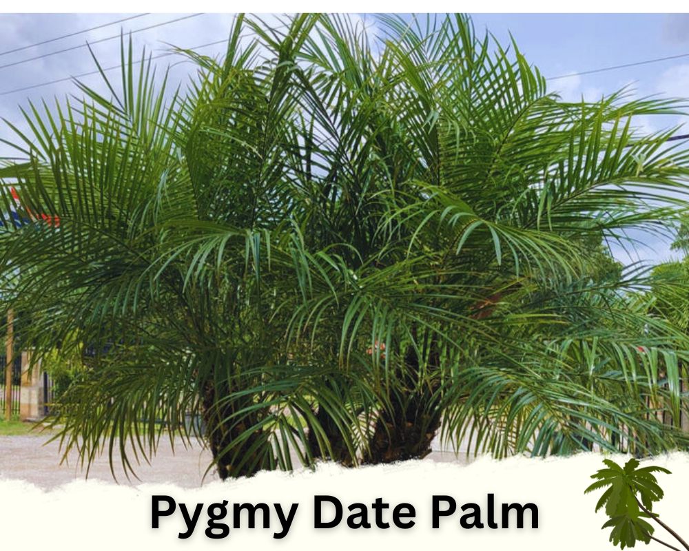Pygmy Date Palm identificatiom