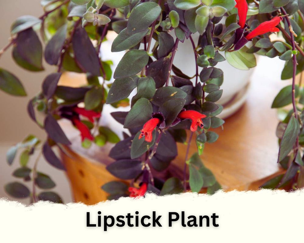 Lipstick Plant is a tropical houseplant 