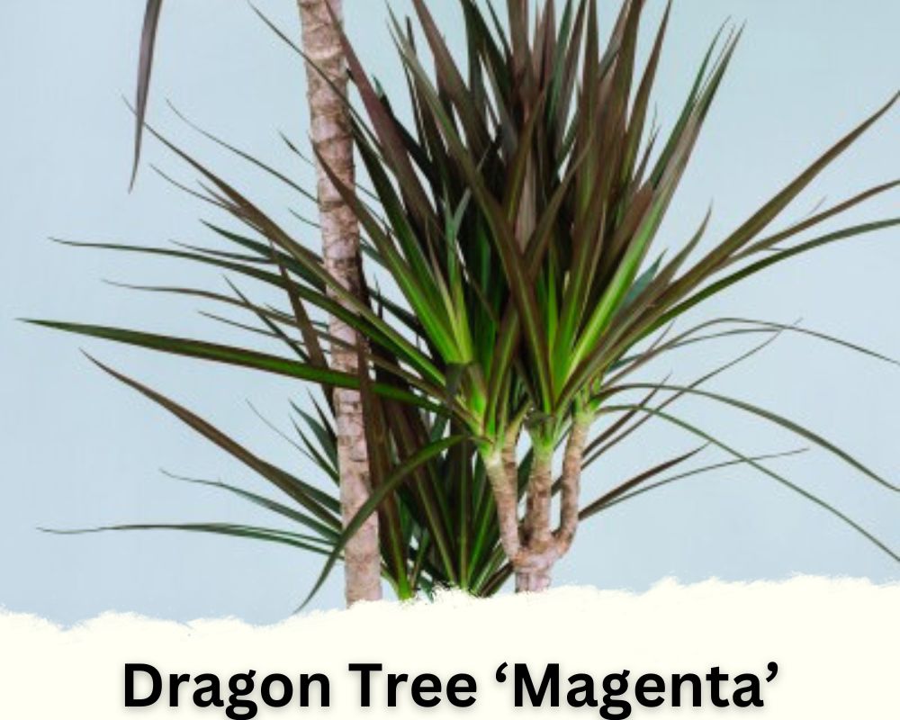Dragon Tree ‘Magenta’ Dracaena identification