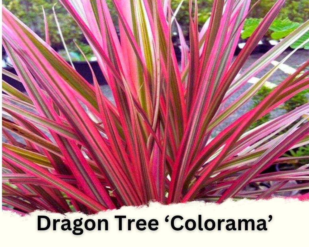 Dracaena Identification: Dragon Tree ‘Colorama’