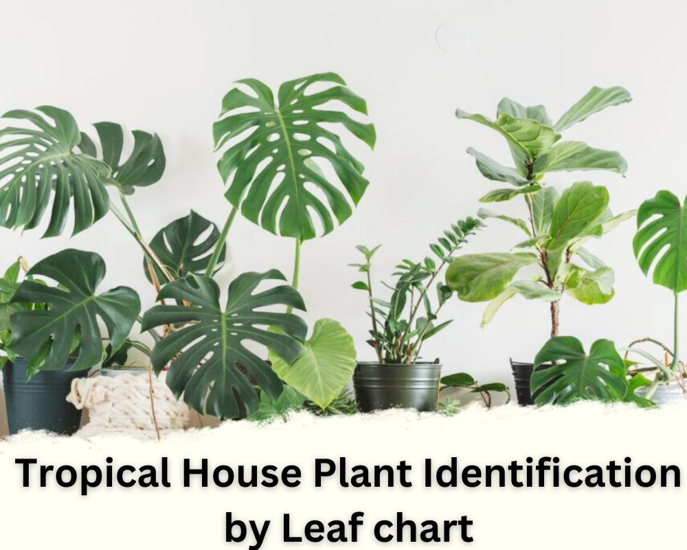Tropical House Plant Identification by Leaf Shape and Size