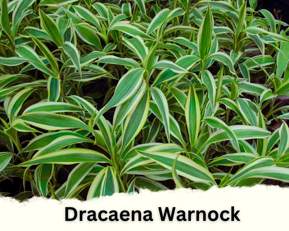 Dracaena Warnock identification