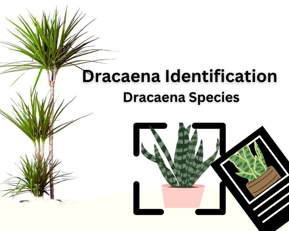 Dracaena Identification: Dracaena Species