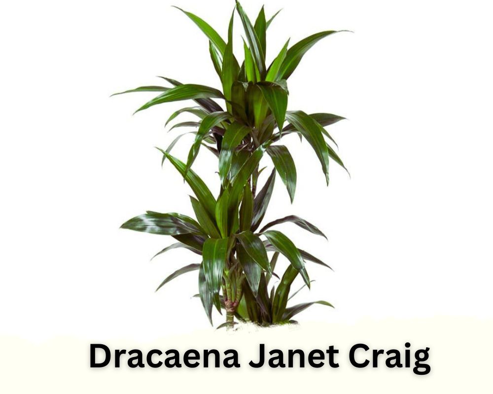 Dracaena Janet Craig identification