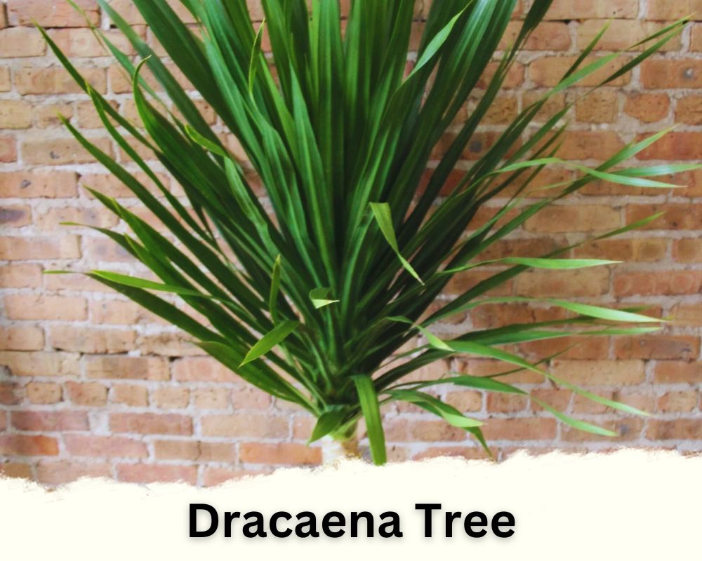Dracaena Species of Dracaena Tree