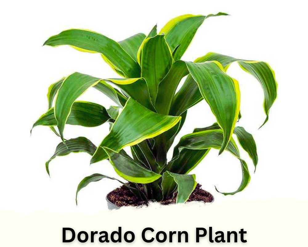 Dorado Corn Plant identification